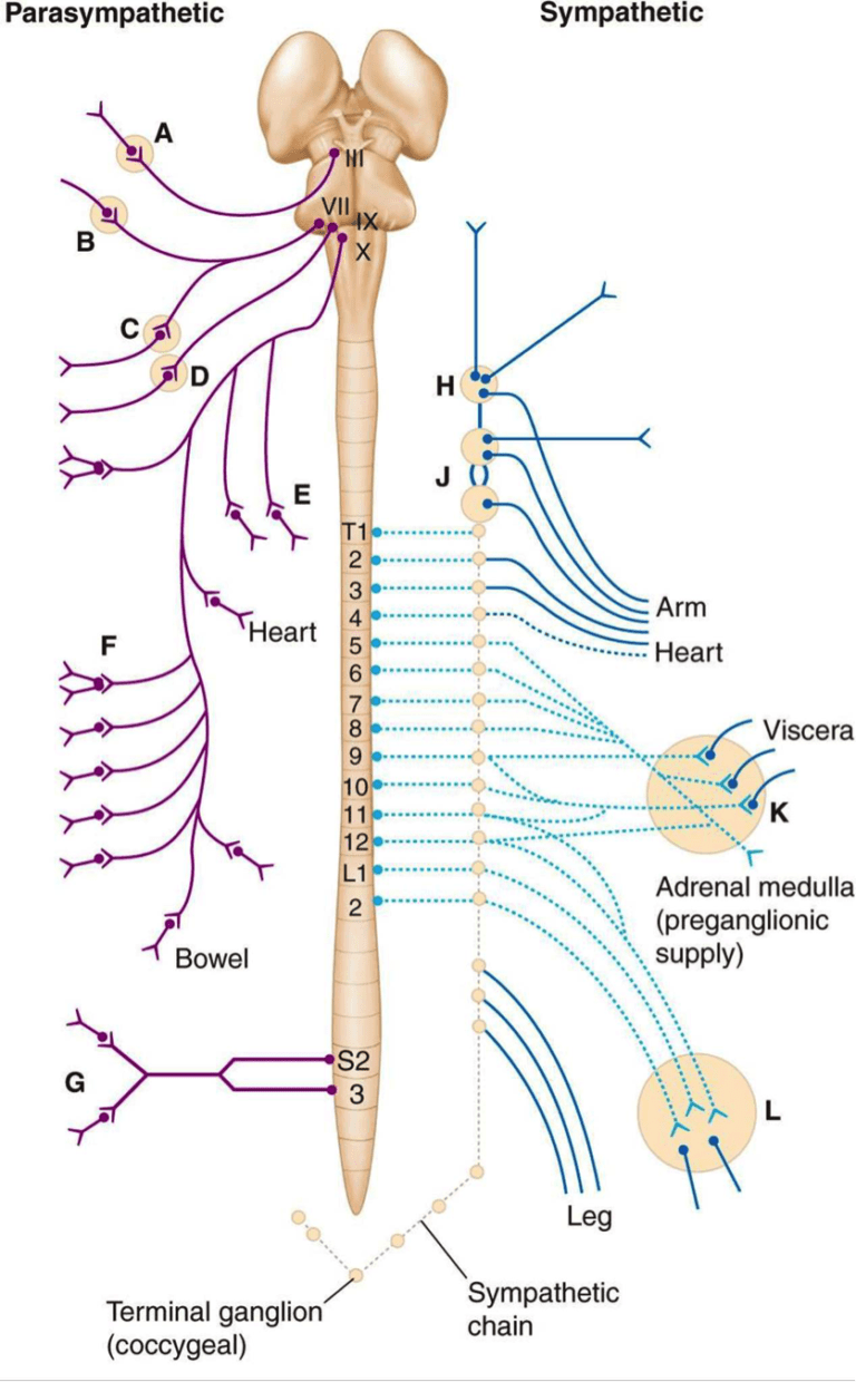 Scar Release Therapy Using Microcurrent Point Stimulation